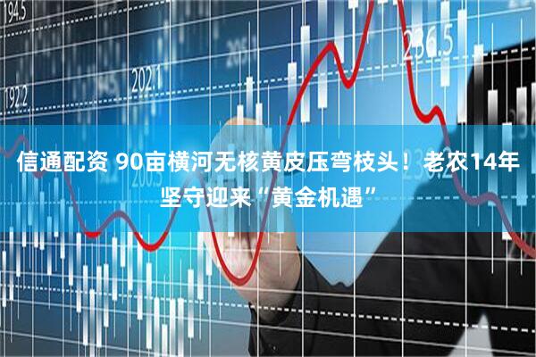 信通配资 90亩横河无核黄皮压弯枝头！老农14年坚守迎来“黄金机遇”